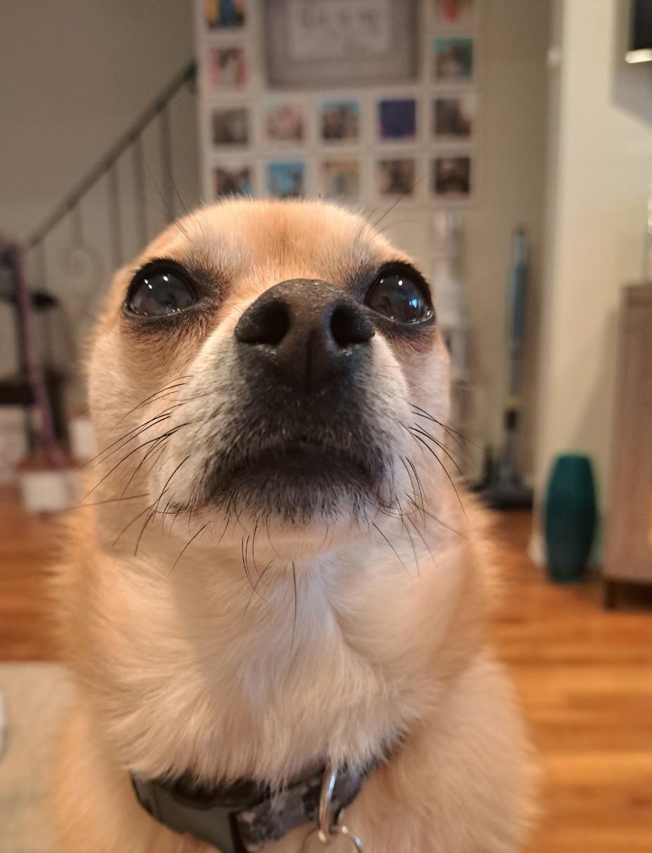 Loving dog looking up with big eyes