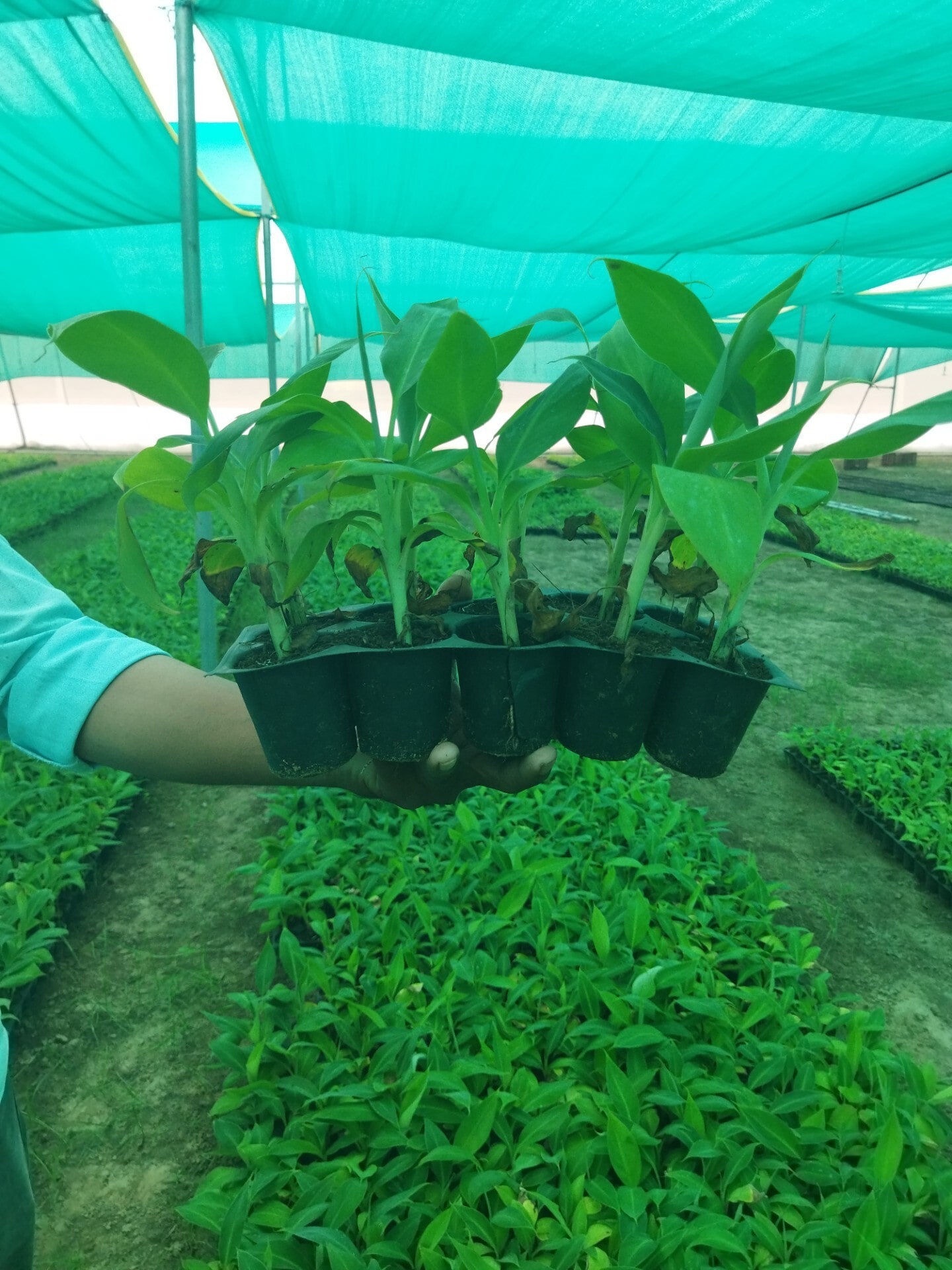 Tissue-culture plantlets hardening off in a shaded greenhouse