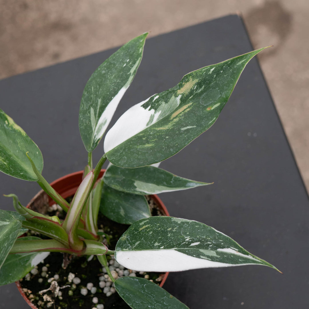 Philodendron 'White Wizard' — Pure white sectoral blocks