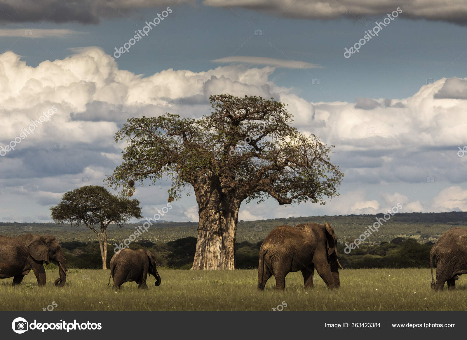 Elephants under a baobab in Tarangire