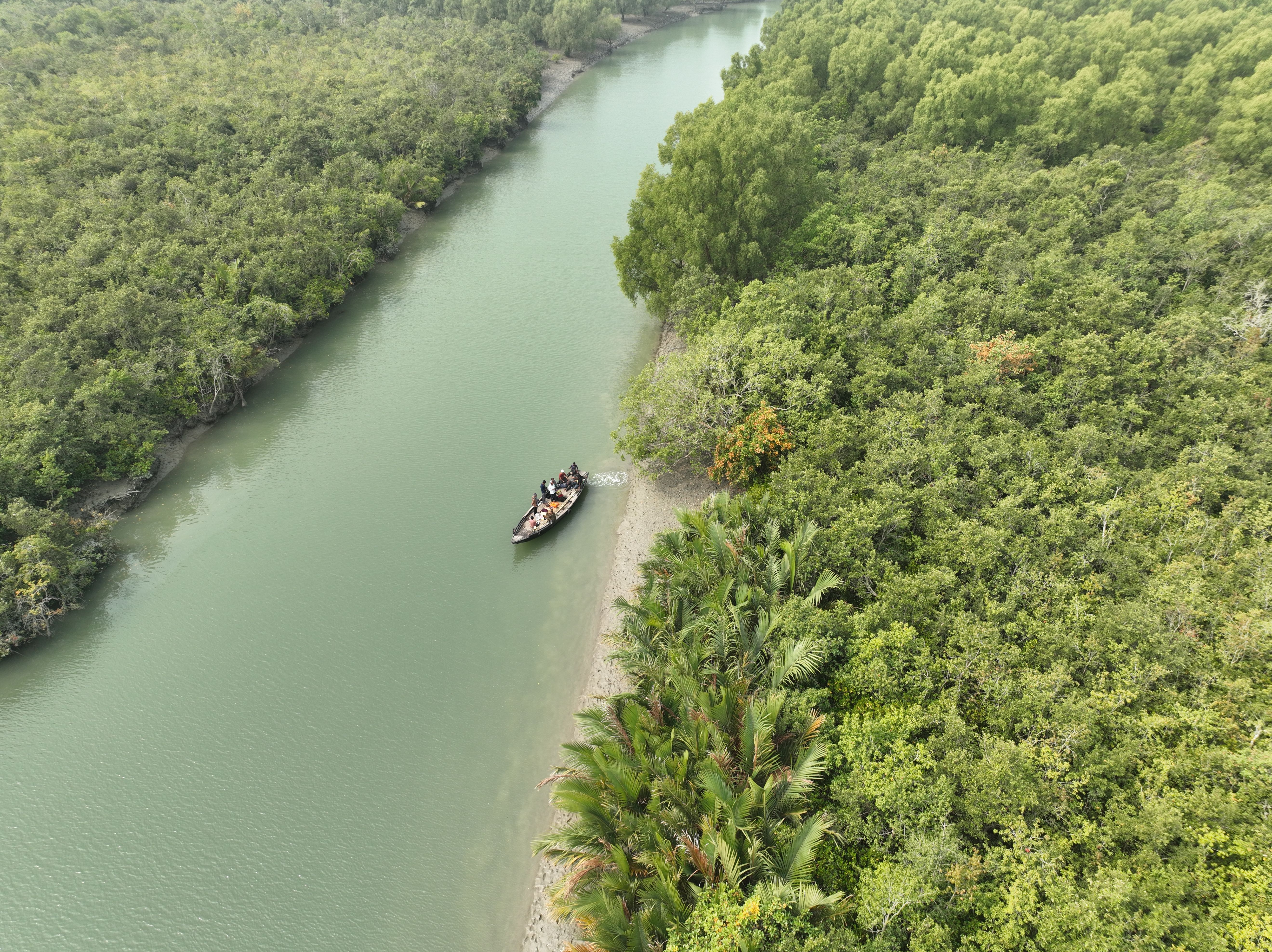 Mangrove canopy