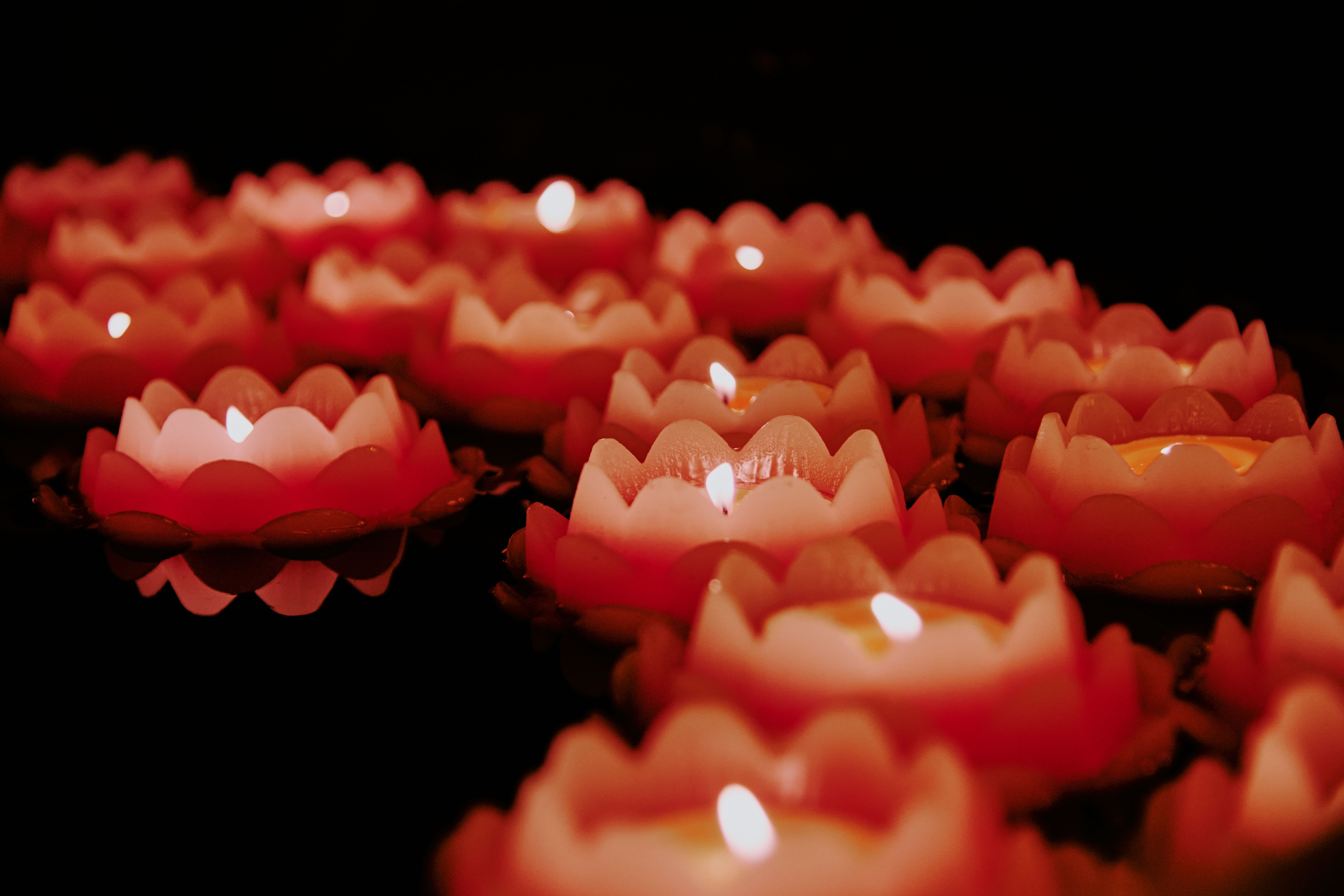 Cvet lotosa v mirovanju