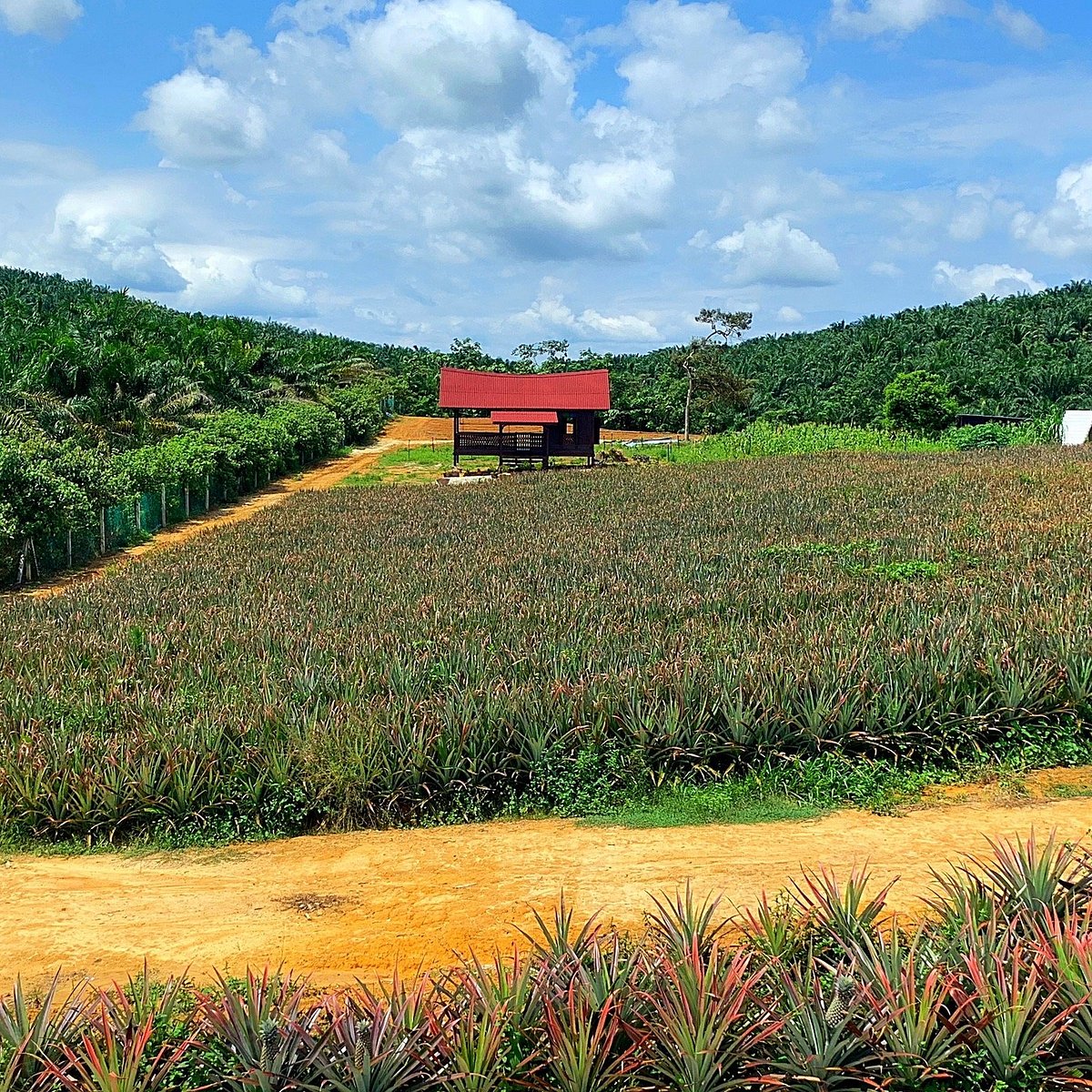 Malaysia pineapple plantation