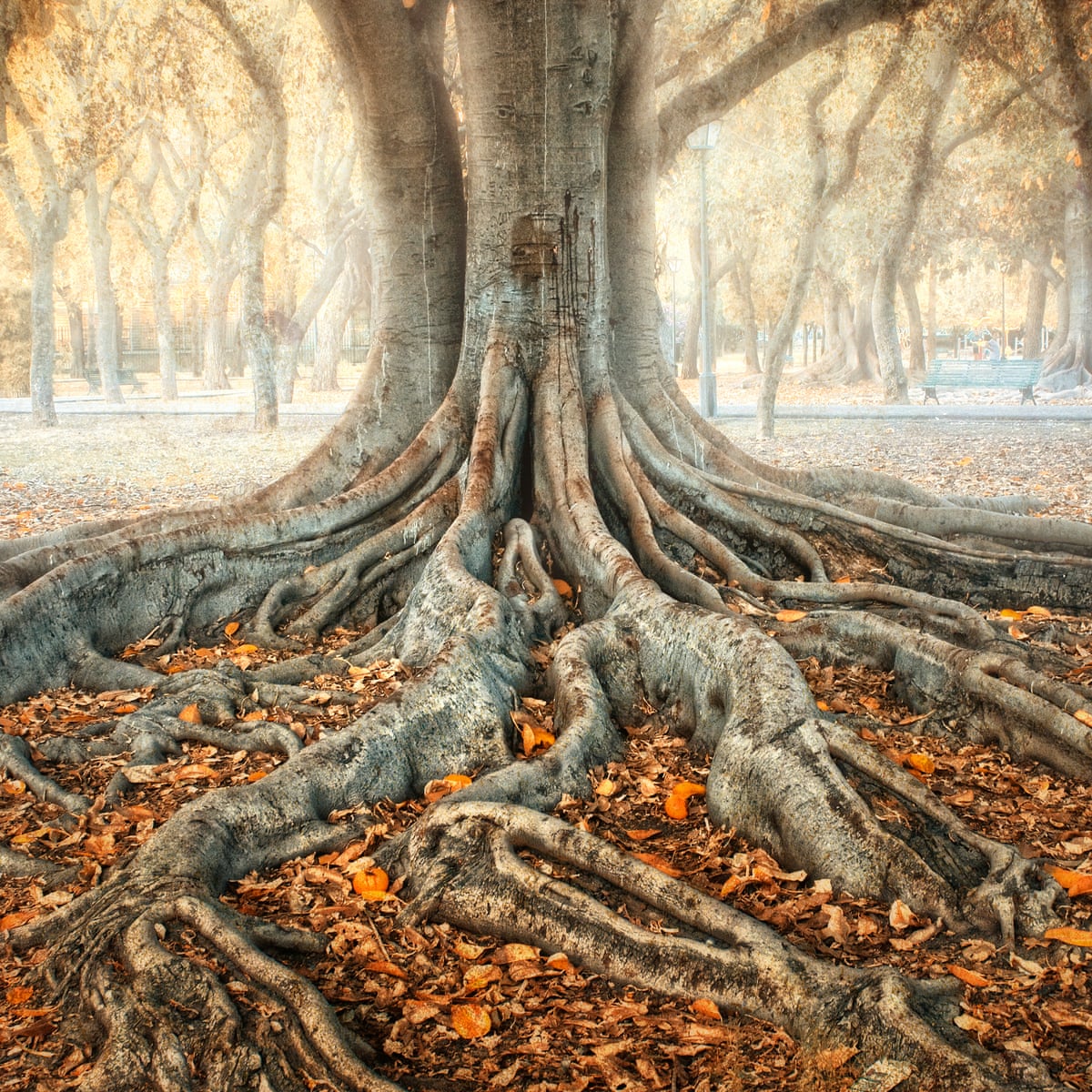 Árbol milenario con raíces visibles