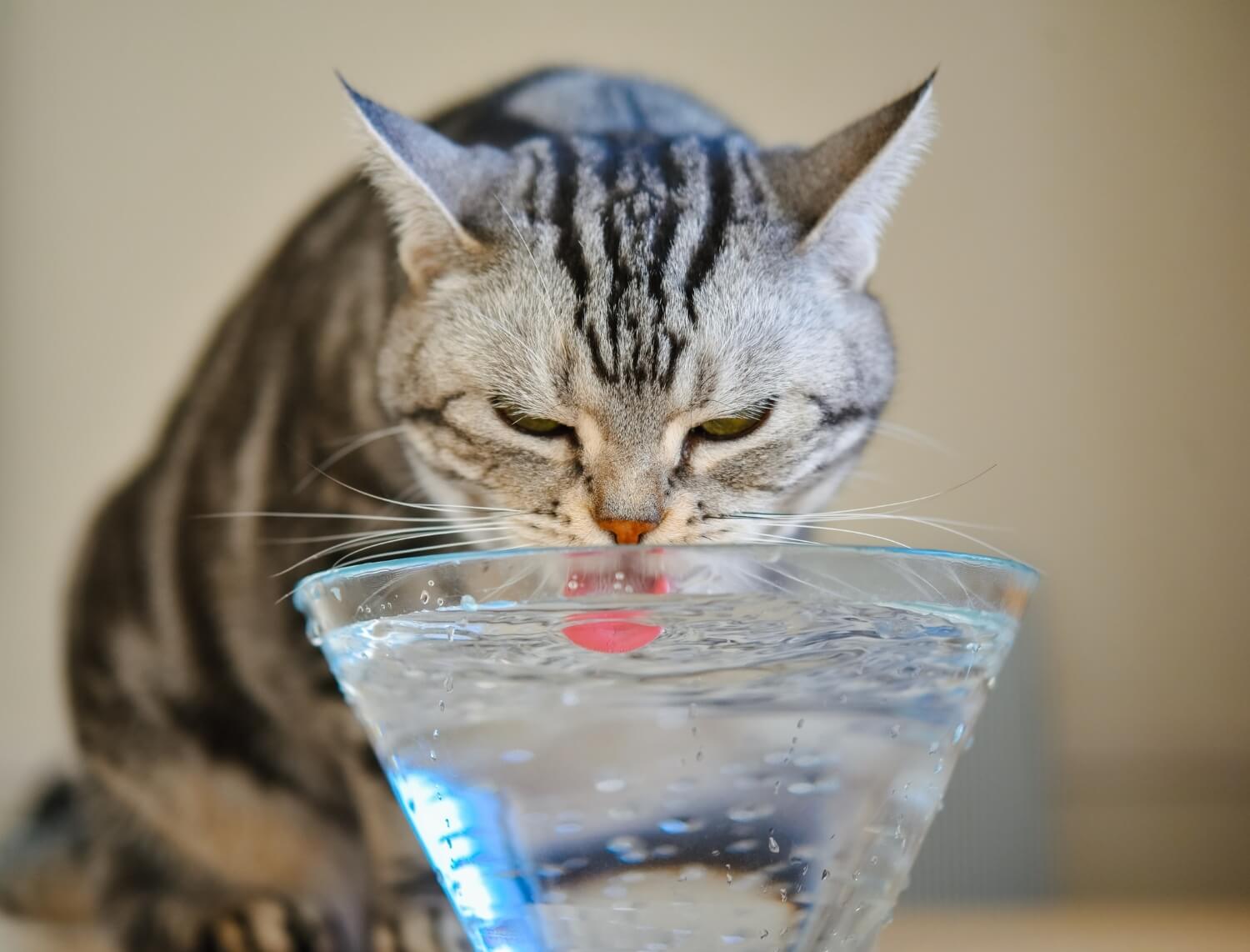 Cat drinking water from glass