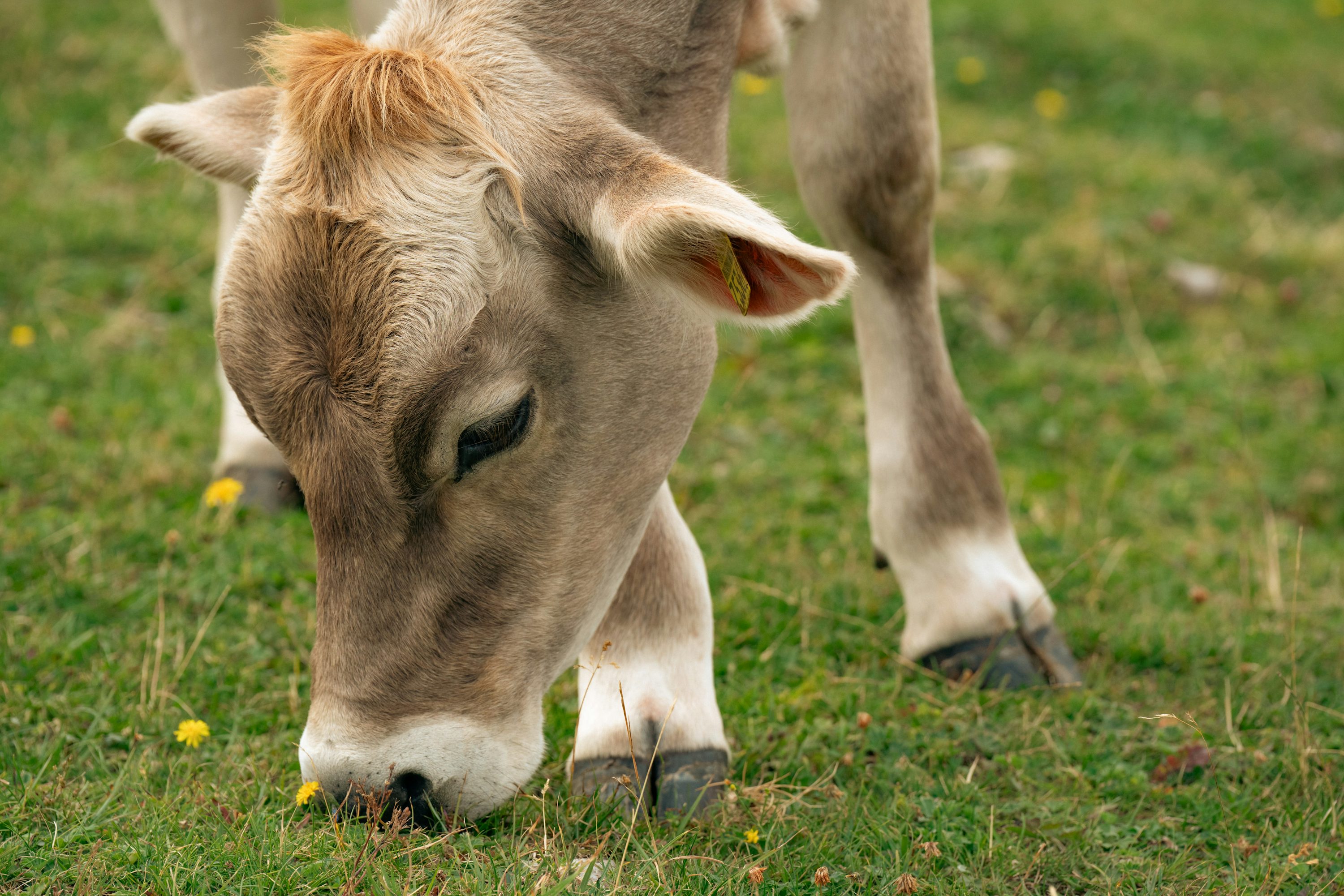 Rescued cow Gauri brown calf