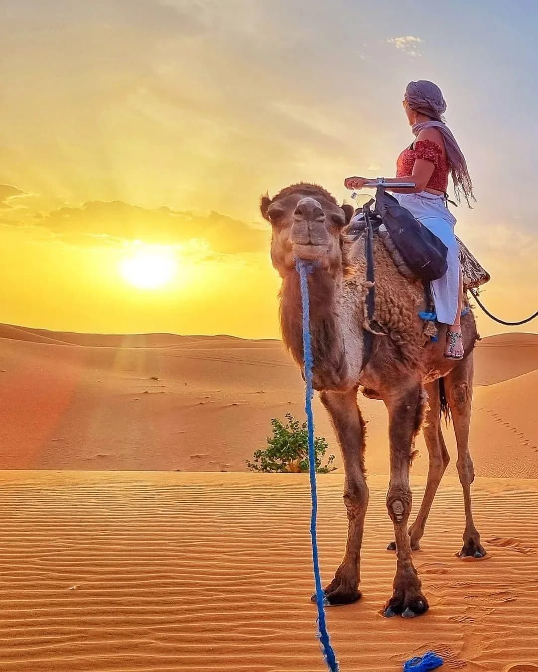 Camel Trek & Dinner