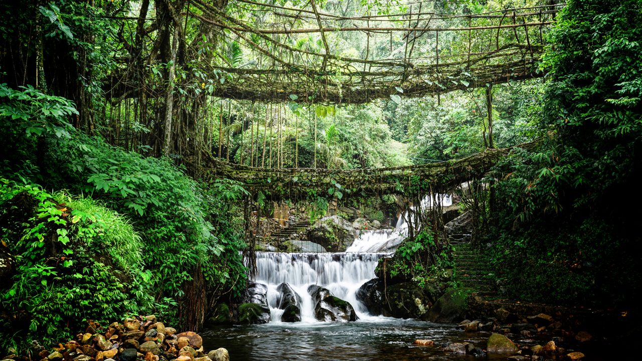 Living root bridge spanning a rainforest stream in Meghalaya