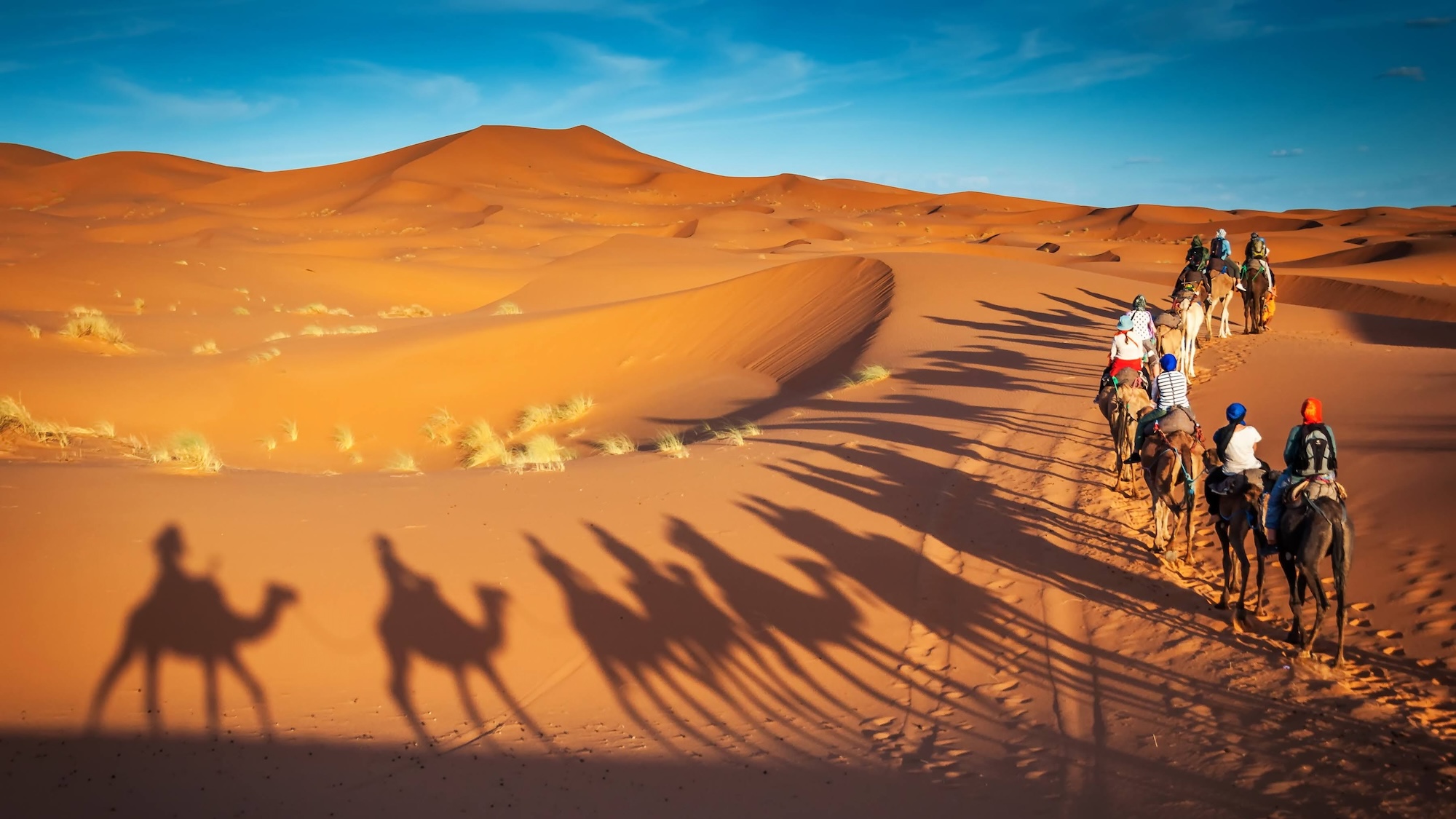 Camel caravan at sunset