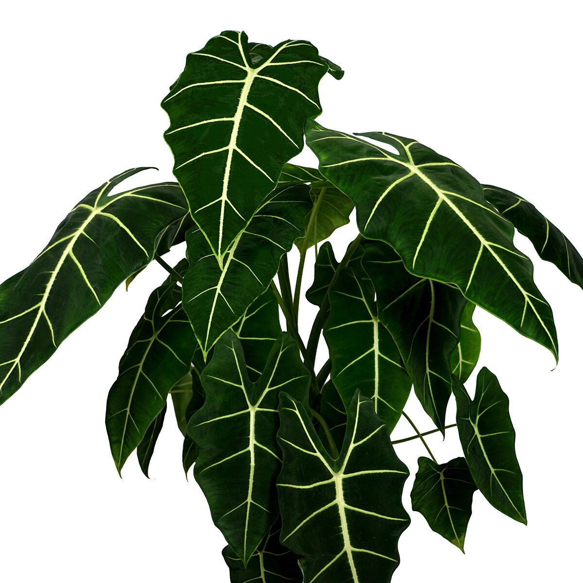 Alocasia — tissue culture plantlets
