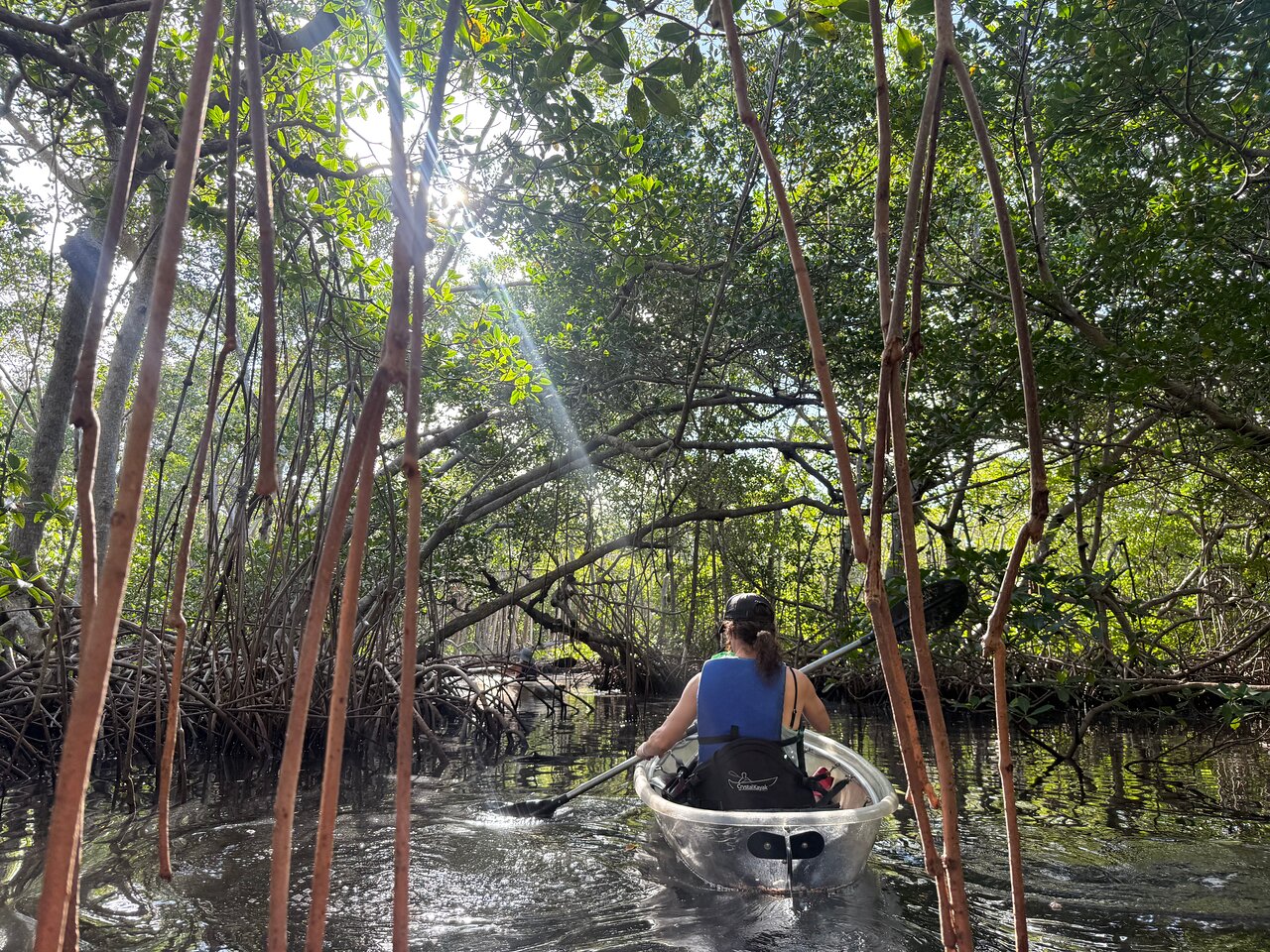 Mangrove tunnel
