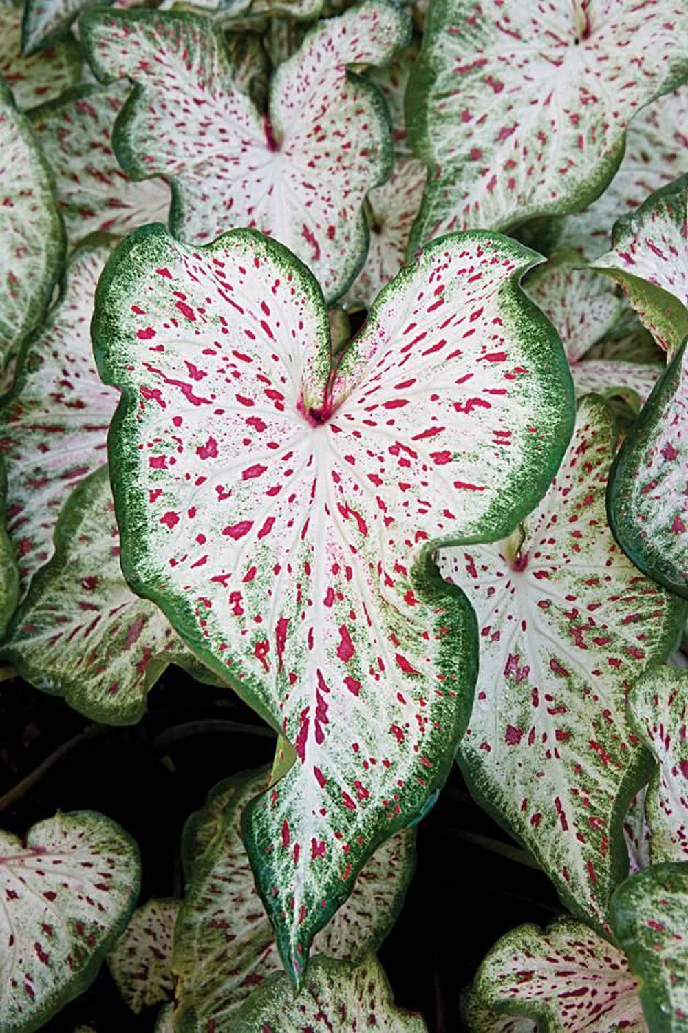 Caladium — tissue culture plantlets