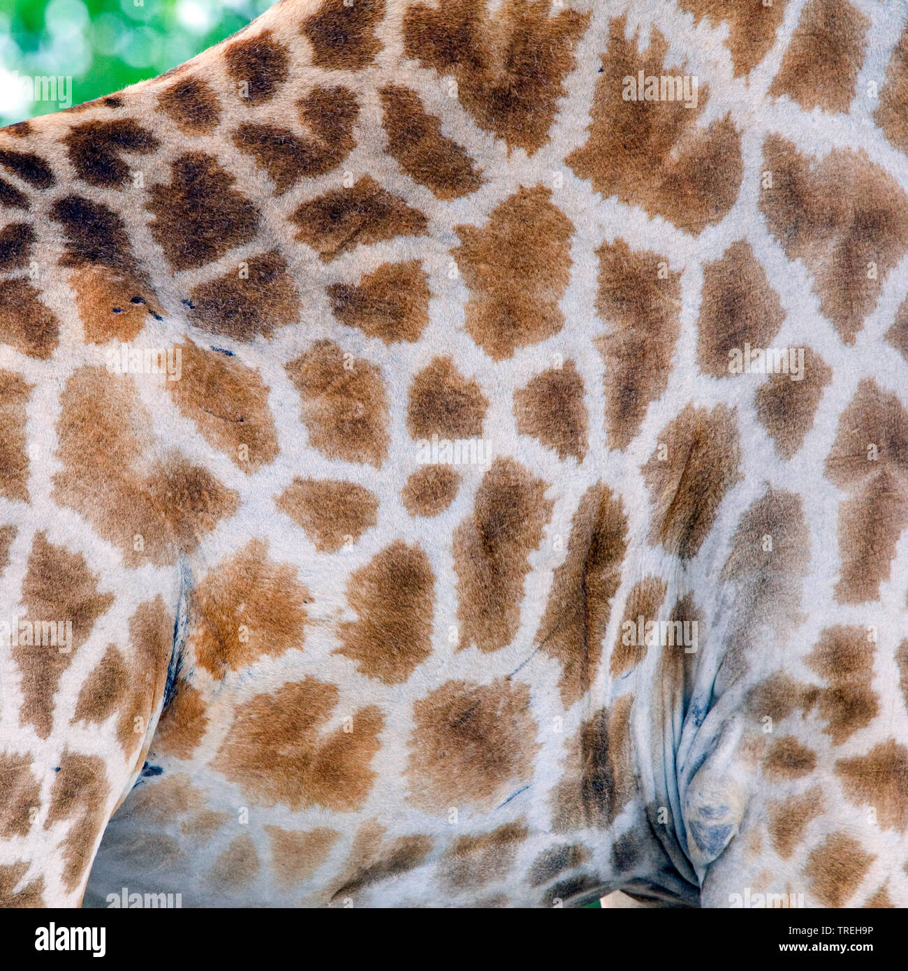 Giraffe coat pattern: irregular patches.