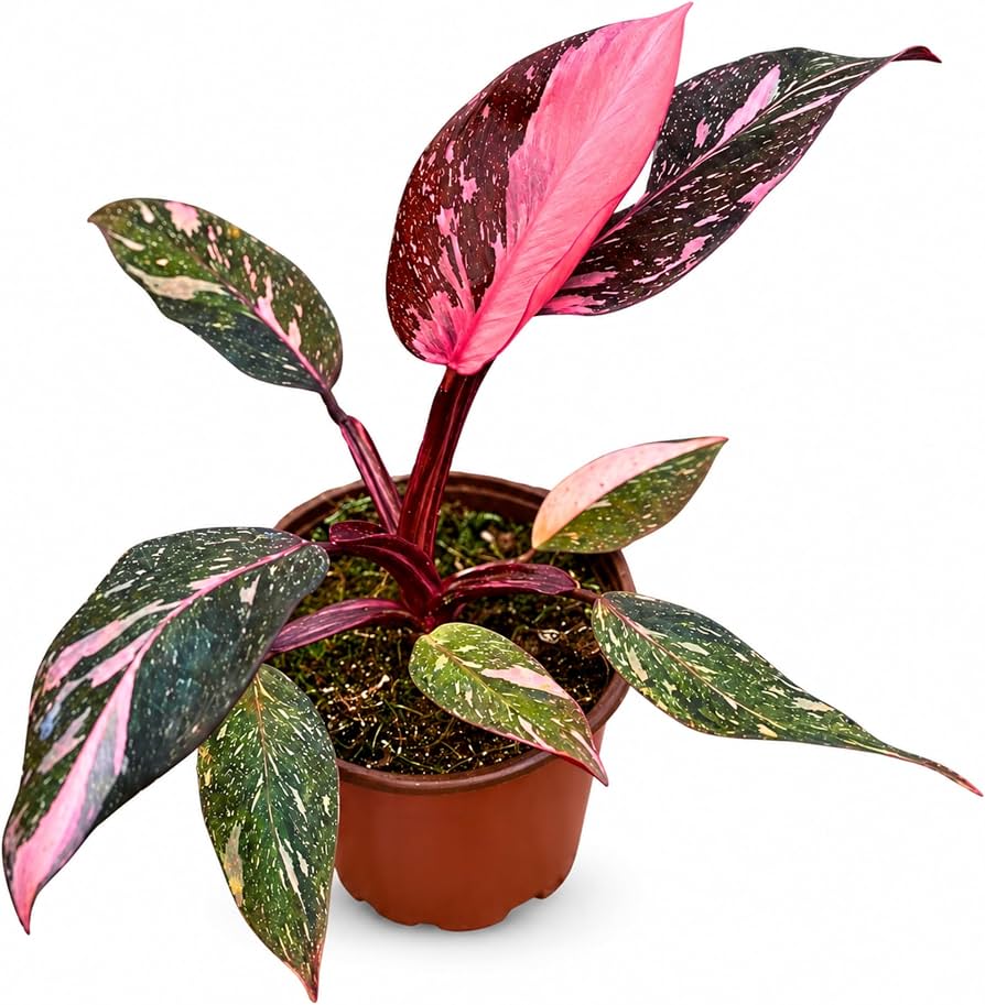 Philodendron — tissue culture plantlets