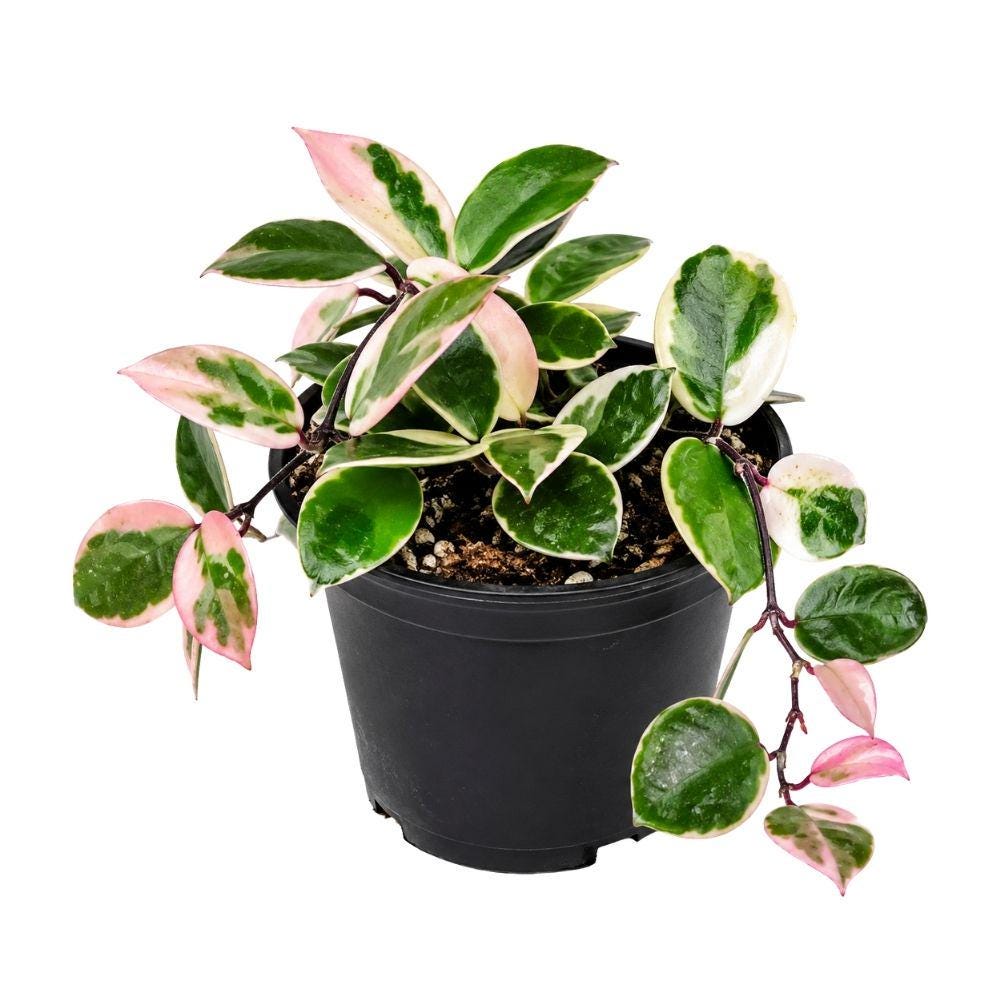 Other Rare Foliage — tissue culture plantlets