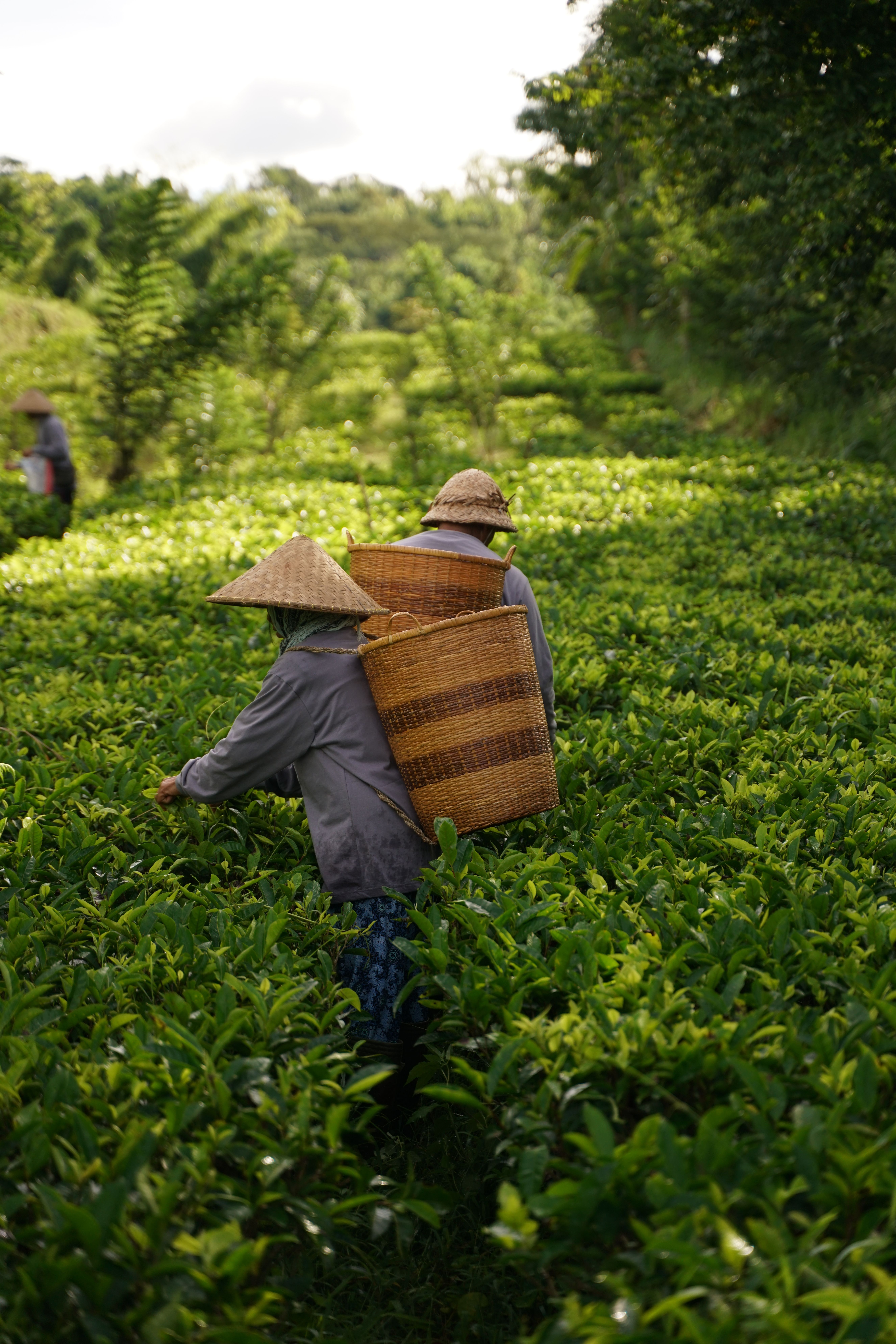 Indonesian farmer and plantation landscape